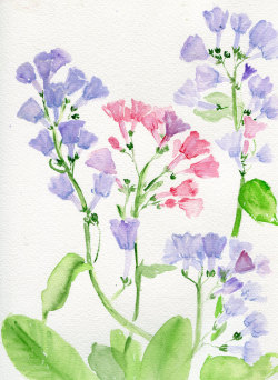 havekat: Bluebells Of Another Color    Watercolor On Cotton Paper9&quot;x 12&quot;, 2015Original Signed PaintingVirginia Bluebells   