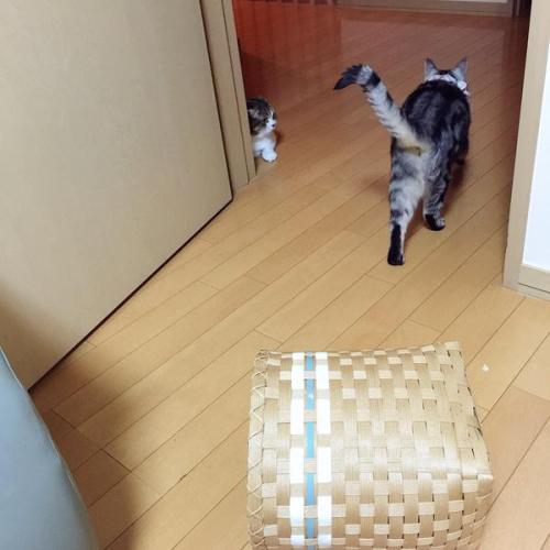 cuteanimals-only:Cat see, cat do