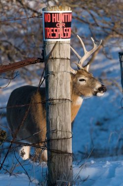 western-man:  texasinmyrearviewmirror:  That smug look on his face…  My luck lol 