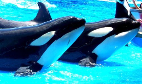 Gender: FemalePod: N/APlace of Capture: Born at SeaWorld FloridaDate of Capture: Born on March 12, 2