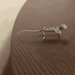thefingerfuckingfemalefury:  ayellowbirds:  gifsboom:   tiny chameleon. [video] 