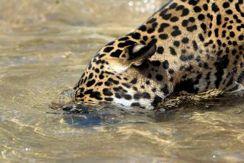 sdzoo: How to catch a fish in 4 easy steps by Nindiri the jaguar (pics by Nancie Cunningham Casey)