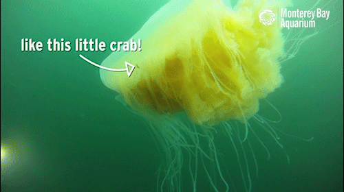 montereybayaquarium:  Jellies play many roles in the ocean ecosystem, from predator to prey. They’re also prime real estate for open-ocean hitchhikers, including crabs, barnacles and fishes! 