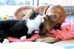 aplacetolovedogs:  Abandoned Dachshund Shares A Special Bond With Paralyzed Cat | VideoAbandoned dog and cat found together share a special bond  Ruth the cat and Idgie the Dachshund…View Post