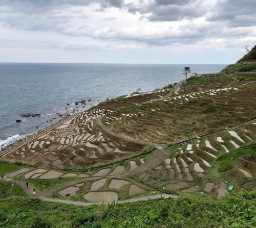 #千枚田　#senmaida #terracedricefields #2022May (at 白米千枚田) https://www.instagram.com/p/Cd51UszPW26/?igsh