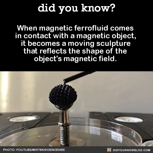 Porn photo ri-science:  did-you-kno:    When magnetic