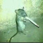 thusisashlee