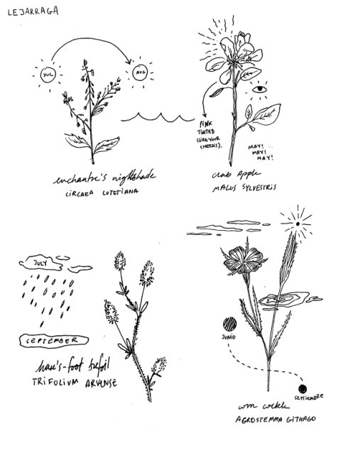 wildflowers