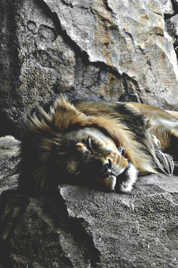 wearevanity:  Simba sleeping | WAV 