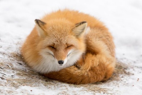 how to konmari a fox -