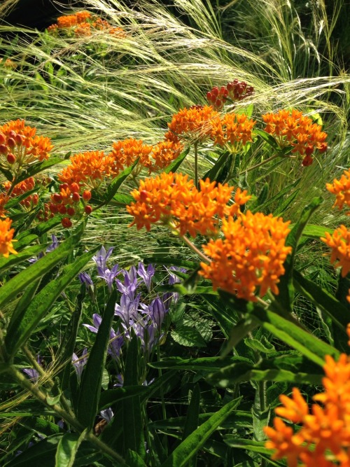 thewinslowgardens: triteleia, butterfly weed, and Mexican feather grass