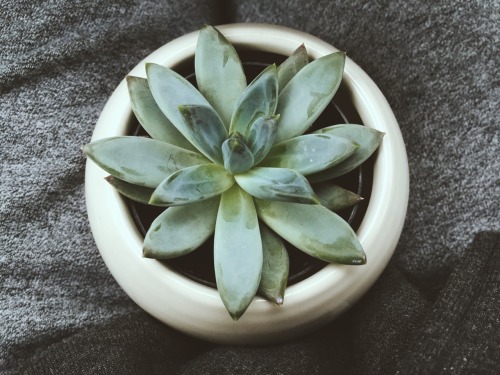 organicafe:02.08.2015New plant baby. The start of my succulent collection.