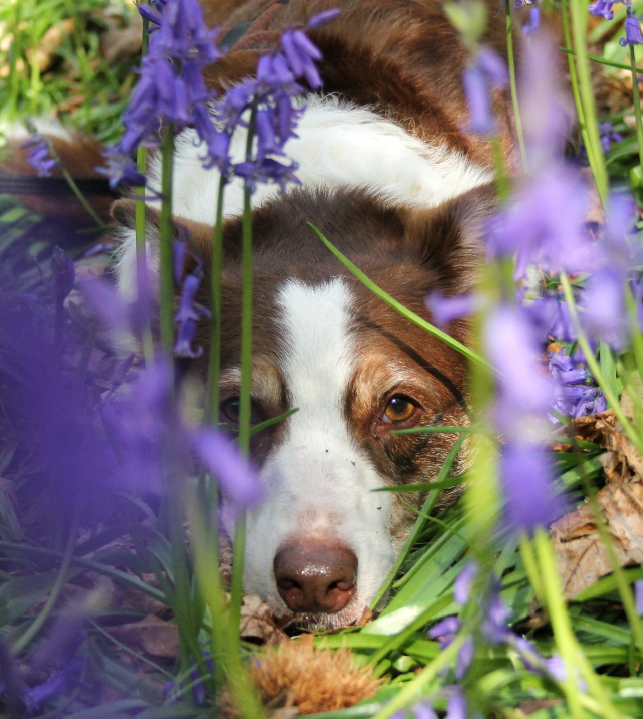 5th May I’d planned on a woodland walk but Flynn kept asking if we could go play in the orchards & crop fields (1st pic, he’