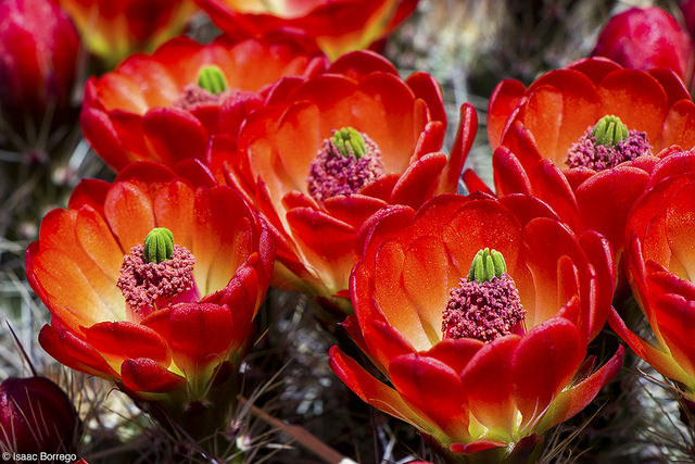 onceuponawildflower:  Spring in the Desert by isaac.borrego on Flickr.Spring in the