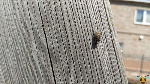 Cluster Fly - Pollenia spp.When I first uploaded this drab looking specie of Fly to the blog last ye