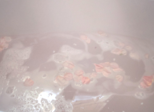 timidflower:heavenly pink rose petals and lavender oil bath