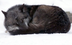 motherheart:  wolveswolves:     	By Arctic Wolf  mother earth 