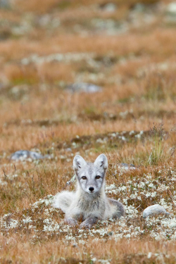 expressions-of-nature:  Arctic fox by: Kim