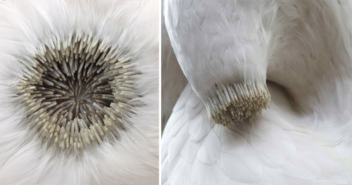 asylum-art: Incredible Bird Feather Sculptures By Kate MccGwire Widely-renowned British artist Kate 
