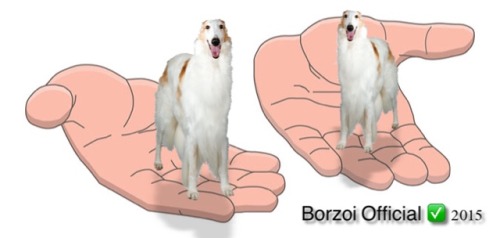 cooldogs:borzoi 2015 official borzoi