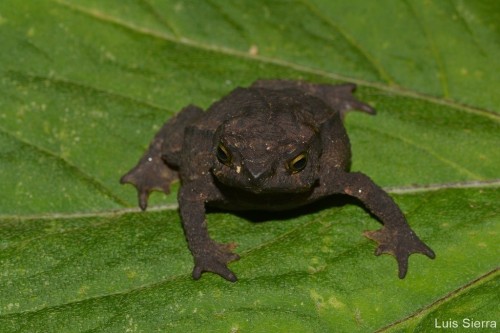 toadschooled:This pretty little toad is Rhinella ruizi, a species endemic to the Cordillera Central 
