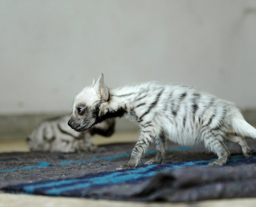 forthewildthings:Striped hyena pupsHyaena hyaena 