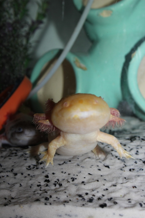 sillyaxolotls:  Cute Zazu Creepy Zazu (and Creeper Haku in the background) 