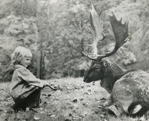 ourwildways:Tender offering by (OvO)Via Flickr:Printed on verso: An Apple for the Deer “This litt