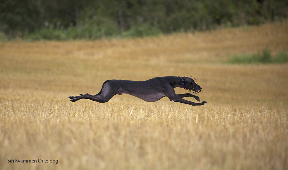 handsomedogs:  Lure Coursing Coursing is the pursuit of game or other animals by