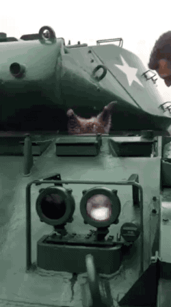 Animated GIFs