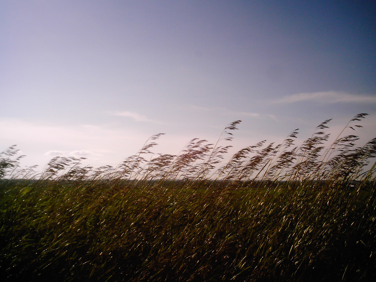 cheekyskunk:  Tantramar Marsh, August 2018