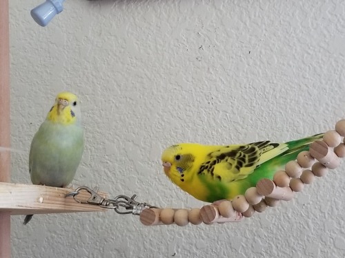 Birbbridge