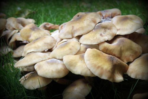 Fungi at Walmer Castle, Kent, England