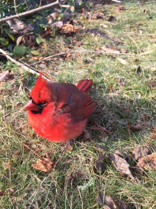 dcci:  I thought it may be injured but then it flew away shortly after this photo was taken. Sweet little cardinal, thank you for bringing magic and beauty into my life.Upstate NY | December 2016Image shot by me (dcci) with an iPhone6  Such a fluffy
