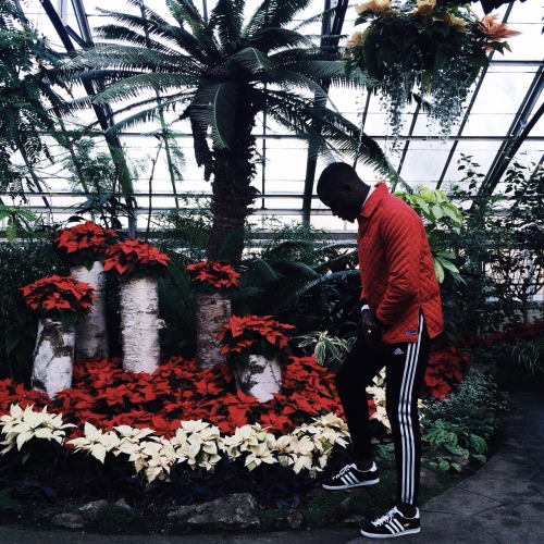 ohthentic:  josefadamu:  Allen Gardens - Jarvis 🌹🌹  Oh 