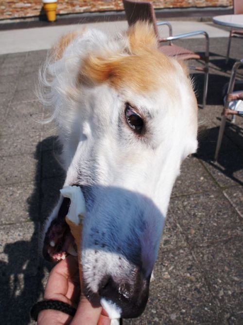 XXX unclefather:  this horse ate my icecream photo