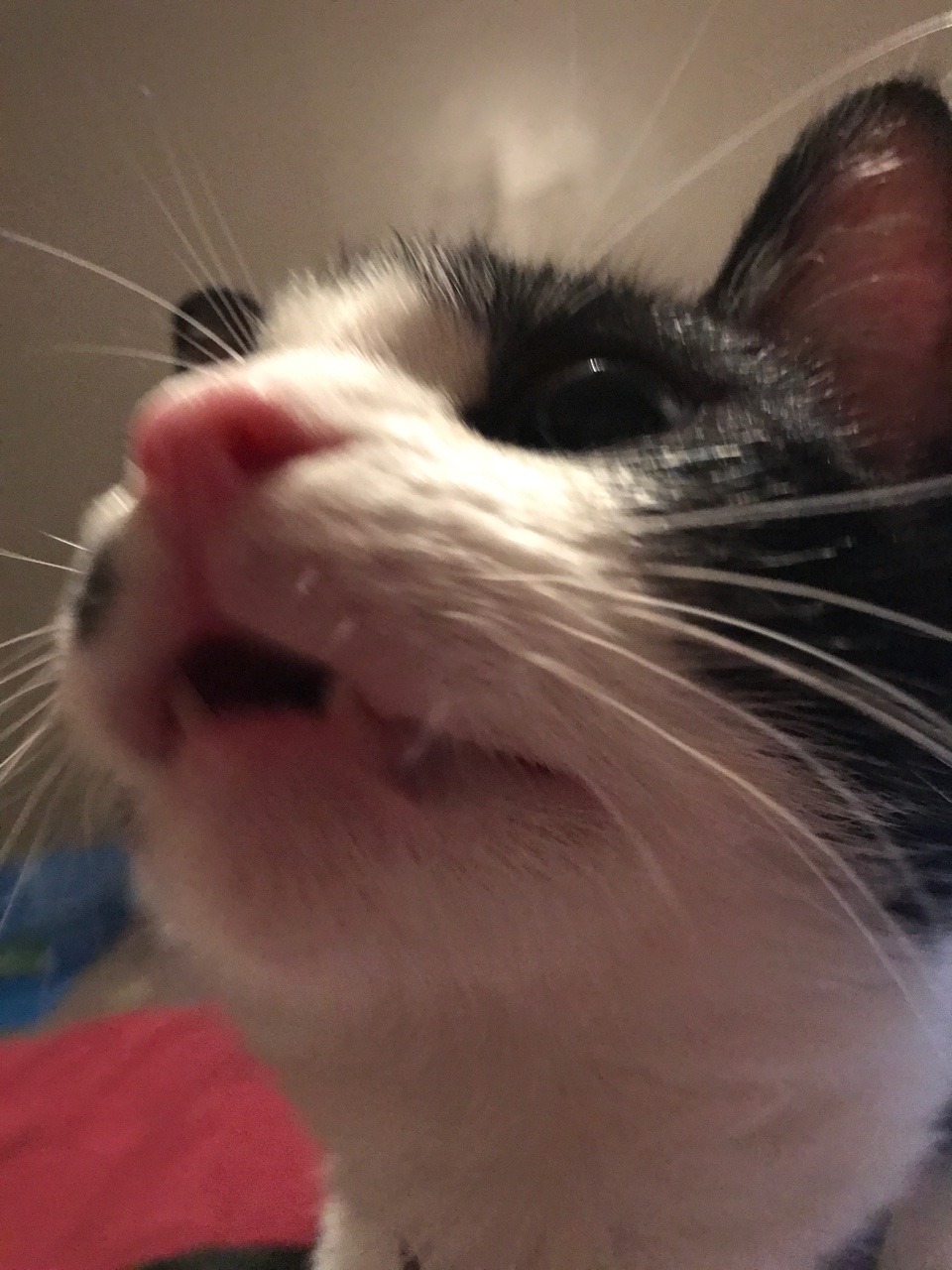 unflatteringcatselfies:The face my cat Vos made when I had to wash his paws because