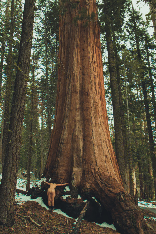eartheld: n-c-x: openbooks: “Treehugger”Kozy in the Giant Forest.  Sequoia National Park, CA. April 