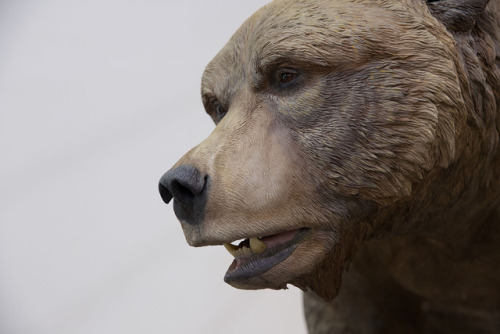 Etruscan Bear, Ursus etruscus, the dog-bear Hemicyon sansaniensis, and small Eurotamandua, an extinc