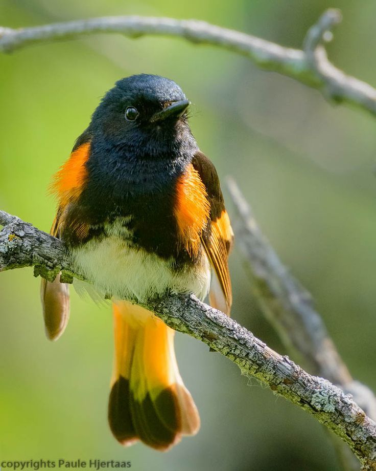 earthlynation:  American Redstart. Photo by Paule Hjertaas