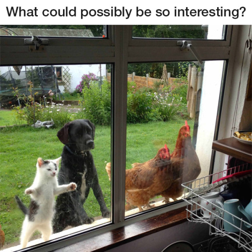 unamusedsloth: Distracting enough for a kitten, a dog, and two chickens.