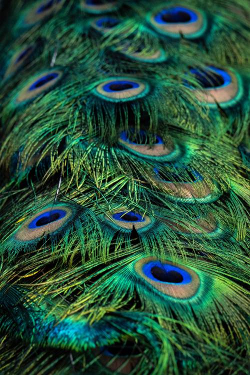 (via ITAP of some Peacock feathers : itookapicture)