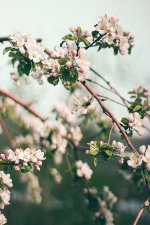 rabbitinthemeadow: And yet, there is gladness in the orchard in May // Part 6