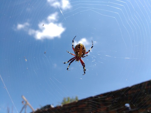 spiders-spiders-spiders: bloglazycollectorvoidblog:  ¿cómo se llama esta araña?  tejedora de mármol,