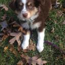 mysweetminiaussie avatar