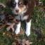 mysweetminiaussie