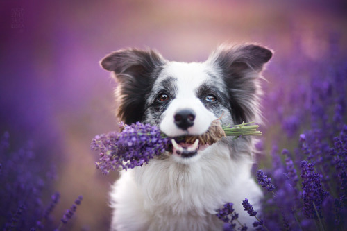 boredpanda:I Brought Our Dogs To The Lavender Gardens To Capture Their Pure Joy