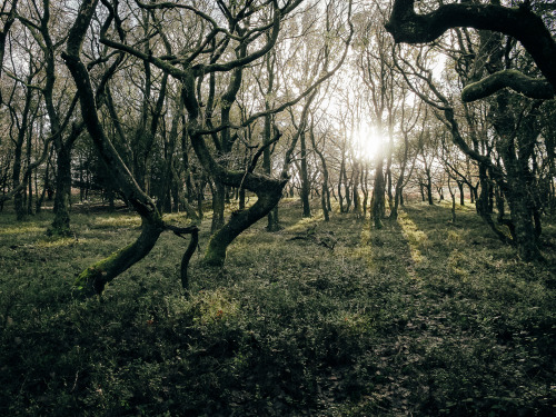 ardley:Ancient Pedunculate Oak, SomersetCanon 5D MKII 24-70mmPhotographed by Freddie Ardley | websit