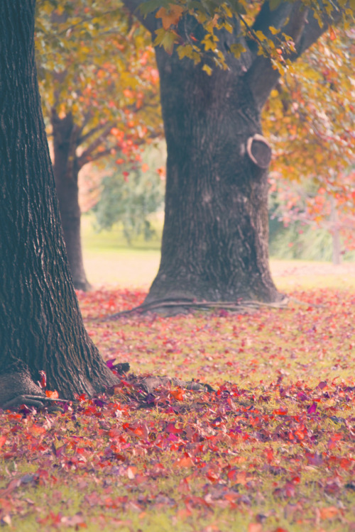r2–d2:  Faux Autumn by (~ jessica ~) 