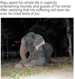 kittenfossils: angelclark:  Elephant Raju Cries After Being Rescued From 50 Years Of Suffering In Chains  This heartbreaking story is about as elephant Raju from India that had an incredibly rough life. After being poached from his mother he was thrown